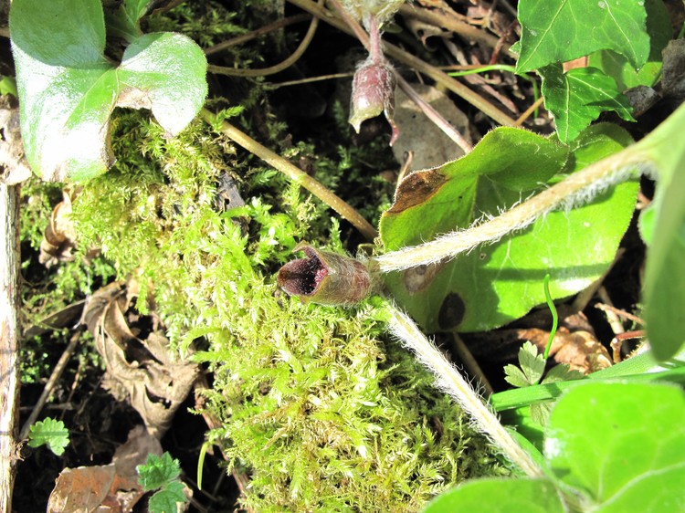 Asarum europaeum
